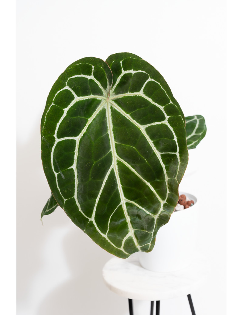 Anthurium Michelle x crystallinum