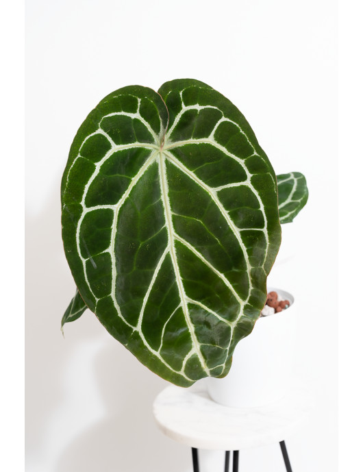 Anthurium Michelle x...