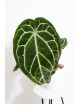 Anthurium Michelle x crystallinum