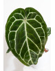 Anthurium Michelle x crystallinum