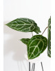 Anthurium Michelle x crystallinum