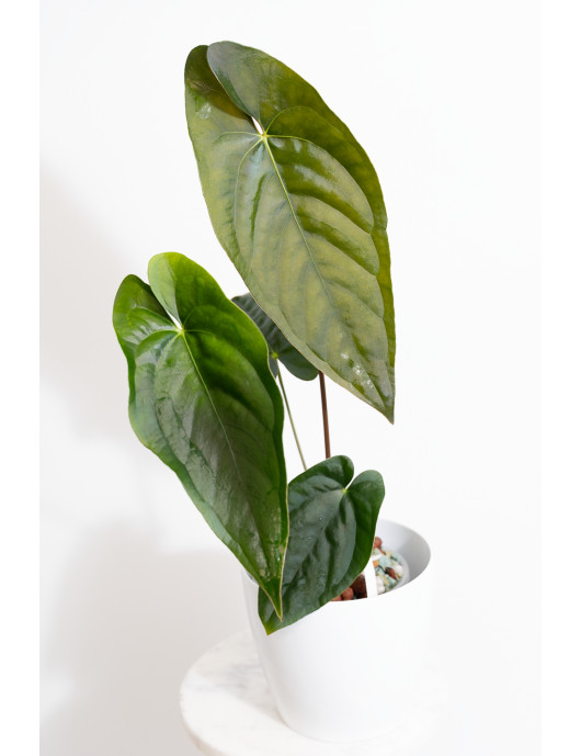 Anthurium papillilaminum x...