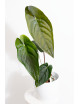 Anthurium papillilaminum x nigrolaminum Gigi