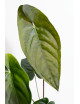 Anthurium papillilaminum x nigrolaminum Gigi