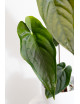 Anthurium papillilaminum x nigrolaminum Gigi