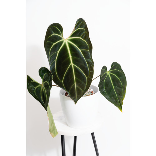Anthurium besseae aff