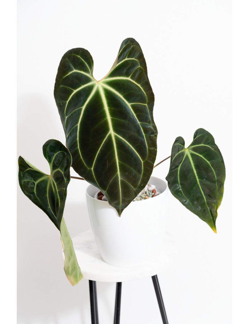 Anthurium besseae aff