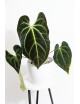 Anthurium besseae aff