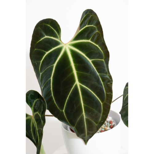 Anthurium besseae aff