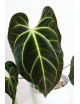 Anthurium besseae aff