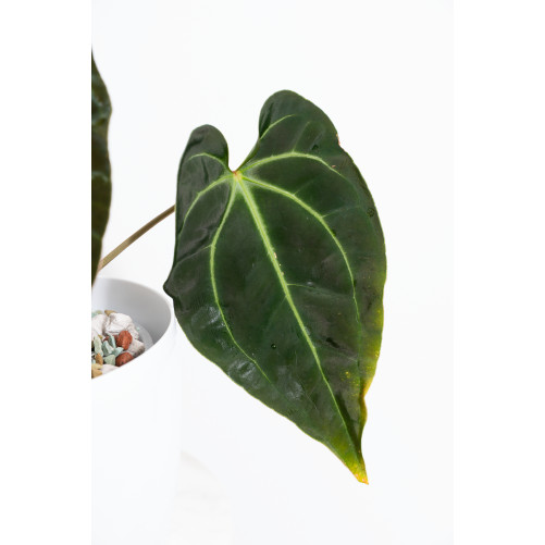 Anthurium besseae aff
