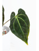 Anthurium besseae aff