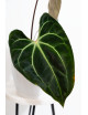 Anthurium besseae aff