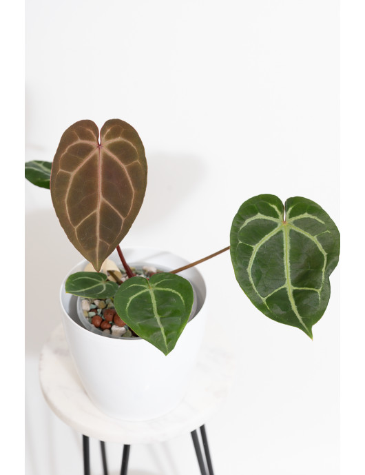 Anthurium magnificum DF x...