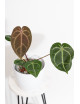 Anthurium magnificum DF x Michelle
