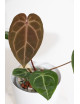 Anthurium magnificum DF x Michelle