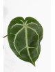 Anthurium magnificum DF x Michelle