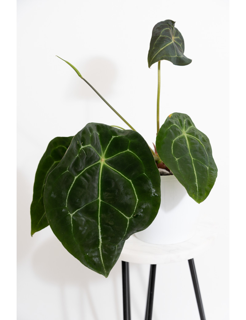 Anthurium forgetii x (Zara x (Michelle x Zara))