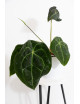 Anthurium forgetii x (Zara x (Michelle x Zara))