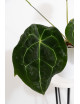 Anthurium forgetii x (Zara x (Michelle x Zara))