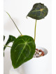 Anthurium forgetii x (Zara x (Michelle x Zara))